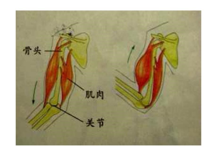 《骨骼关节和肌肉》（教科版小学科学四年级上册课_第5页