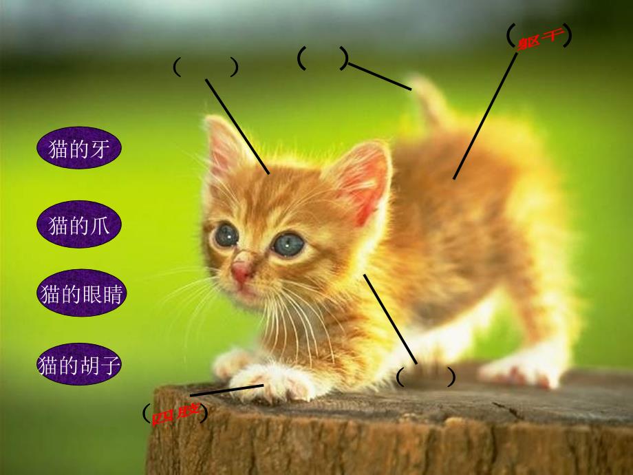 三年级科学下册猫和兔3课件青岛版_第4页