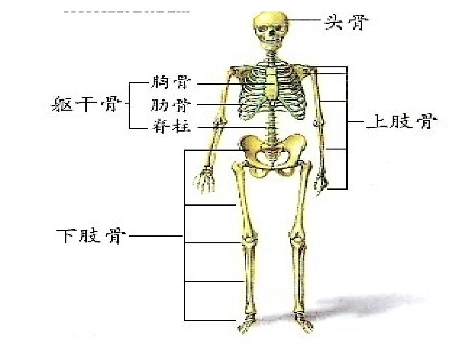 （青岛版）三年级科学下册课件骨骼_2_第3页