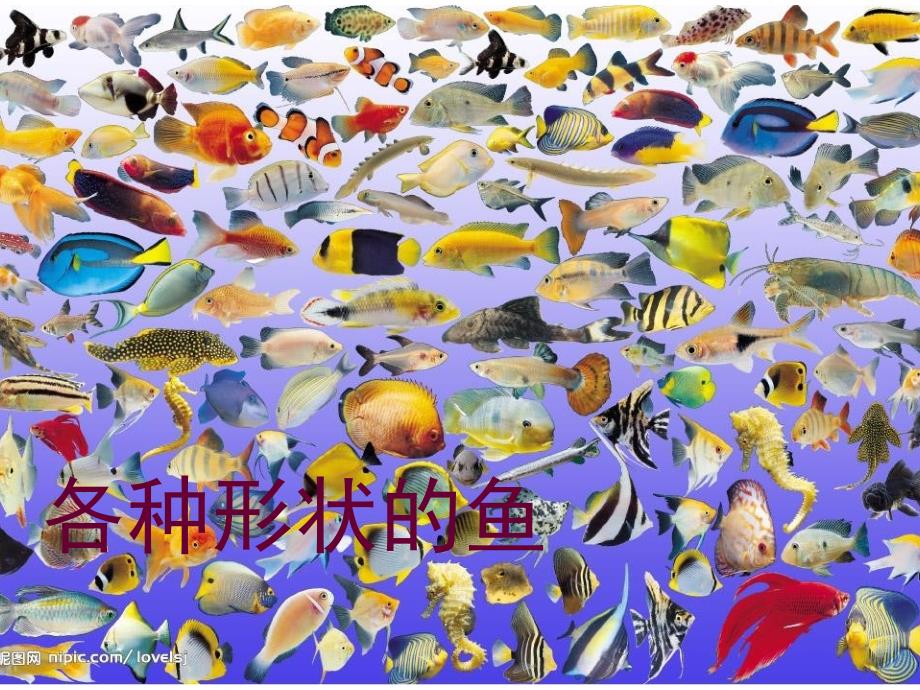 《大鱼和小鱼课件》小学美术岭南社版一年级下册_10_第3页