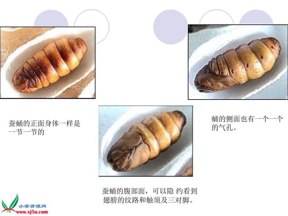 鄂教版小学科学三年级下册《蚕蛹变成了什么》课件_第4页