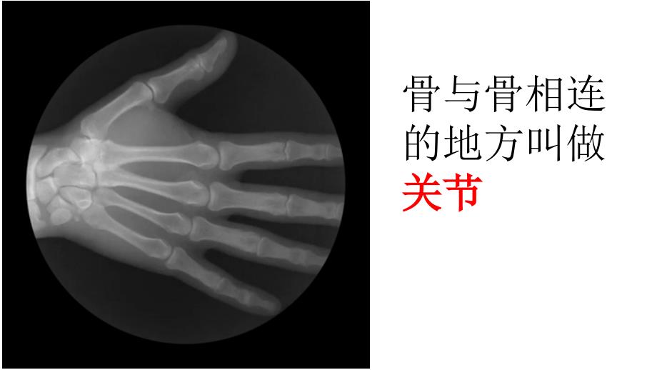 苏教版小学科学四年级下册《关节》课件_第2页