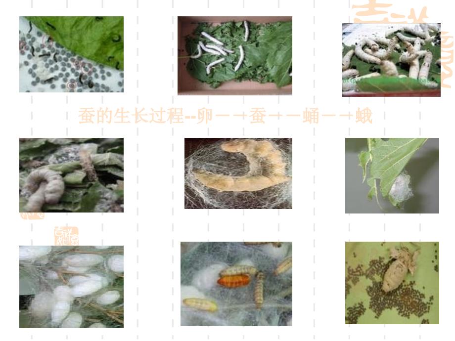 苏教版四年级科学下册课件养蚕经验交流会_第2页