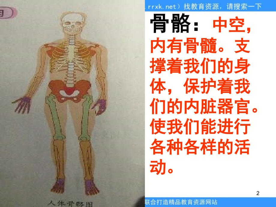教科版科学四上《骨骼关节和肌肉》课件_第2页