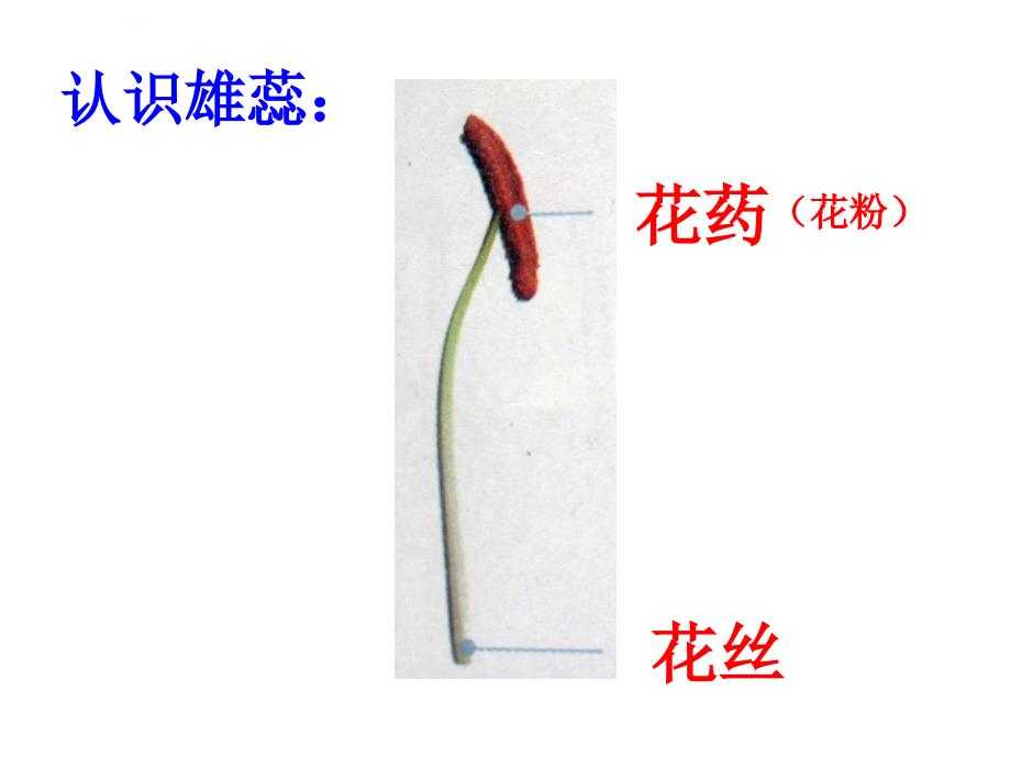 四年级下册科学花种子和果实_第2页