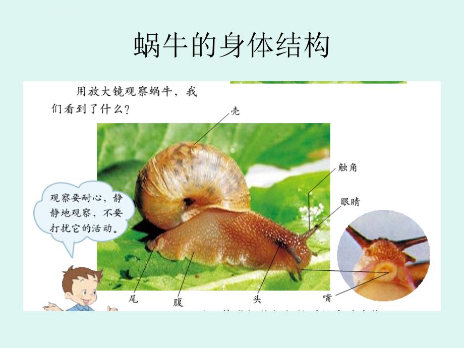 教科版小学科学四年级上册第四单元《身体的结构》课件_第4页