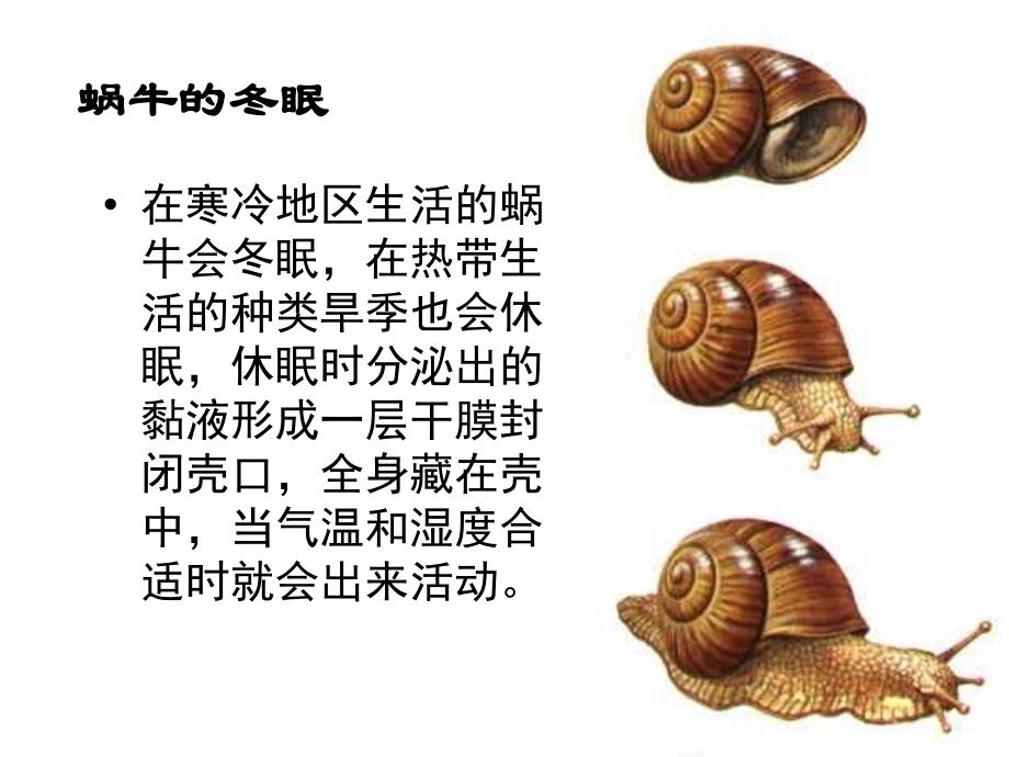 教科版小学科学三年级上册第二单元《蜗牛》ppt课件_第2页