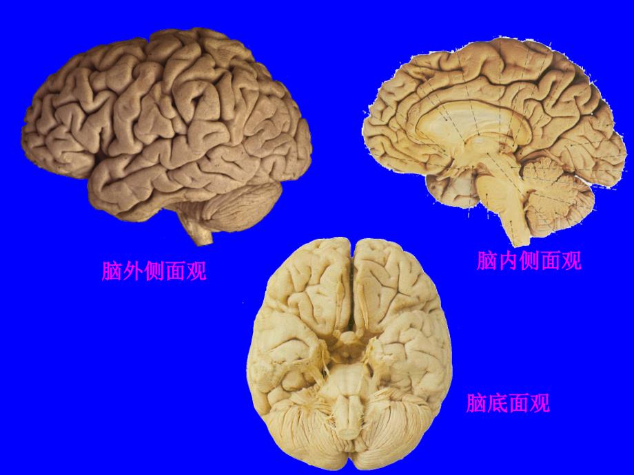 中枢神经_第2页