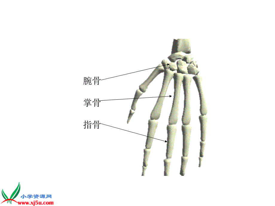 青岛版小学科学三年级下册《骨骼》ppt课件_第3页