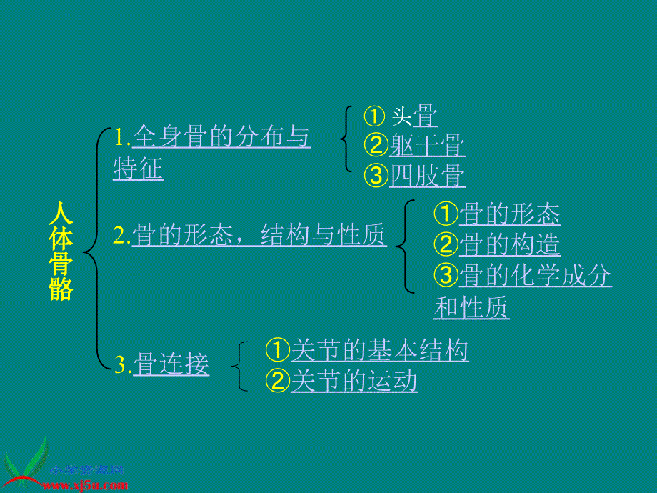 青岛版小学科学三年级下册《骨骼》ppt课件_第4页