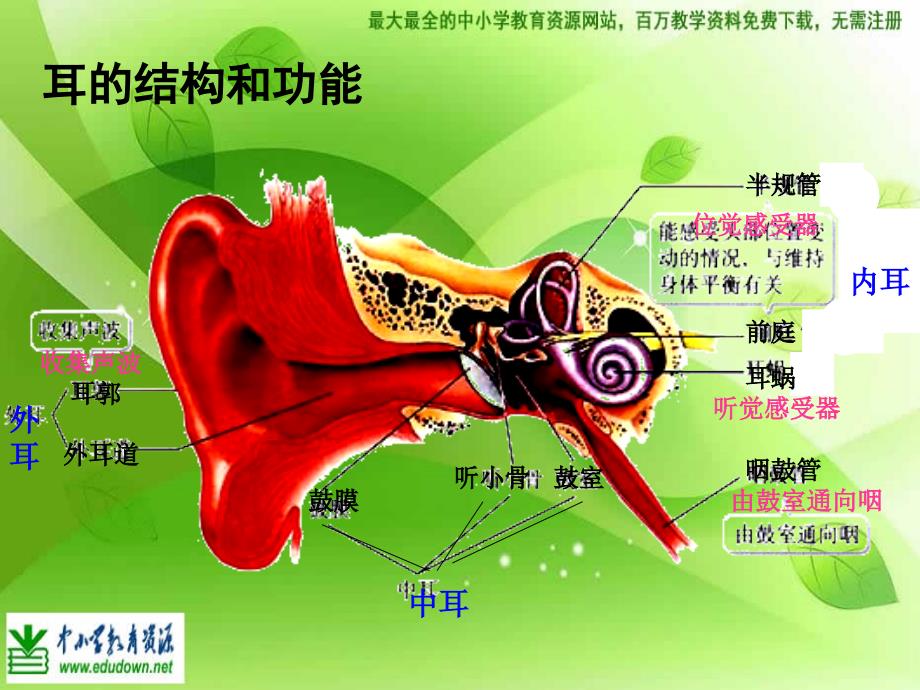 苏教版科学四上《我们是怎样听到声音的》课件三_第3页