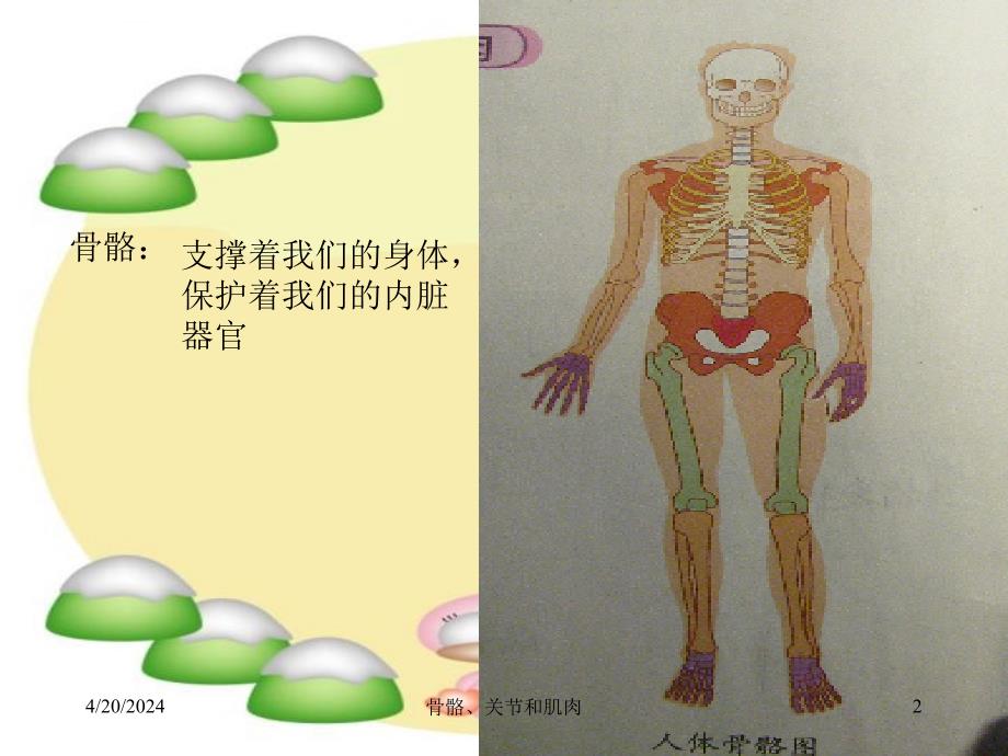 教科版科学四年级上册骨骼关节和肌肉ppt课件精彩_第2页