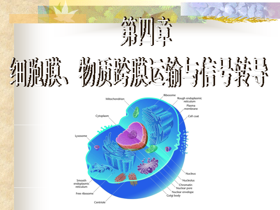 04细胞膜、物质的跨膜运输与信号转导_第1页