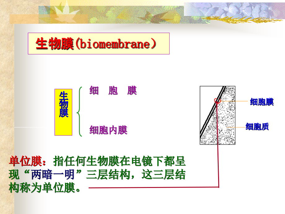 04细胞膜、物质的跨膜运输与信号转导_第2页