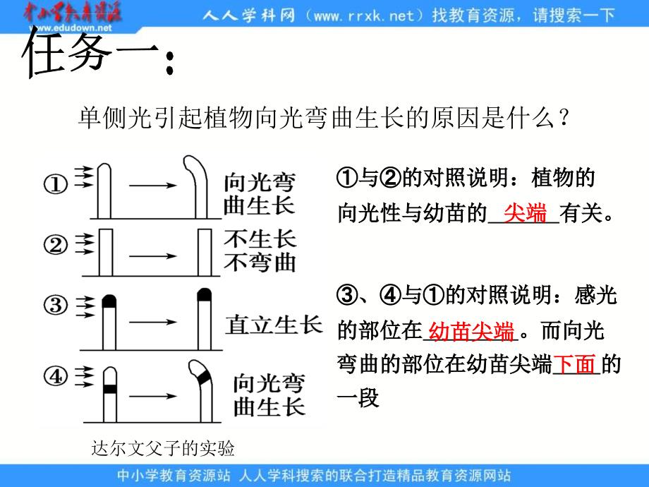 2013浙科版必修三第一章《植物生命活动的调节》ppt复习课件_第2页