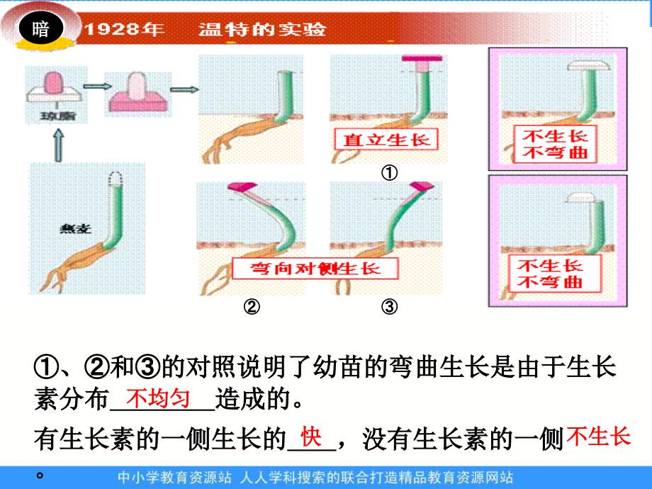 2013浙科版必修三第一章《植物生命活动的调节》ppt复习课件_第3页