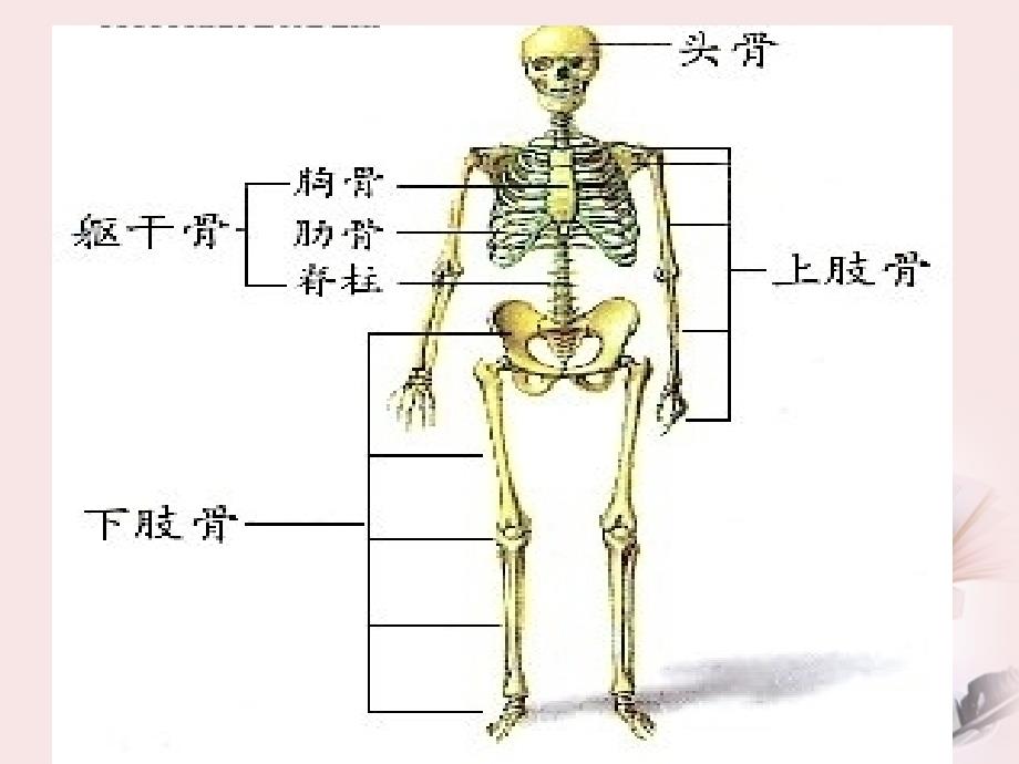 四级科学下册骨骼肌肉的保健苏教ppt课件_第2页