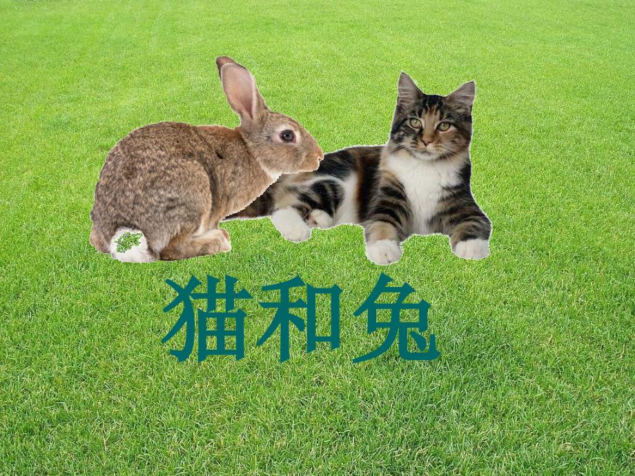 2015青岛版科学三下《猫和兔》ppt课件_第1页