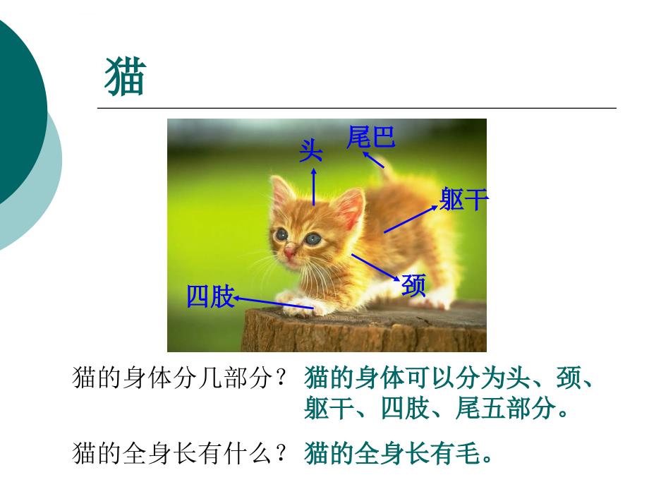2015青岛版科学三下《猫和兔》ppt课件_第3页