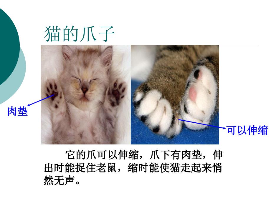 2015青岛版科学三下《猫和兔》ppt课件_第4页
