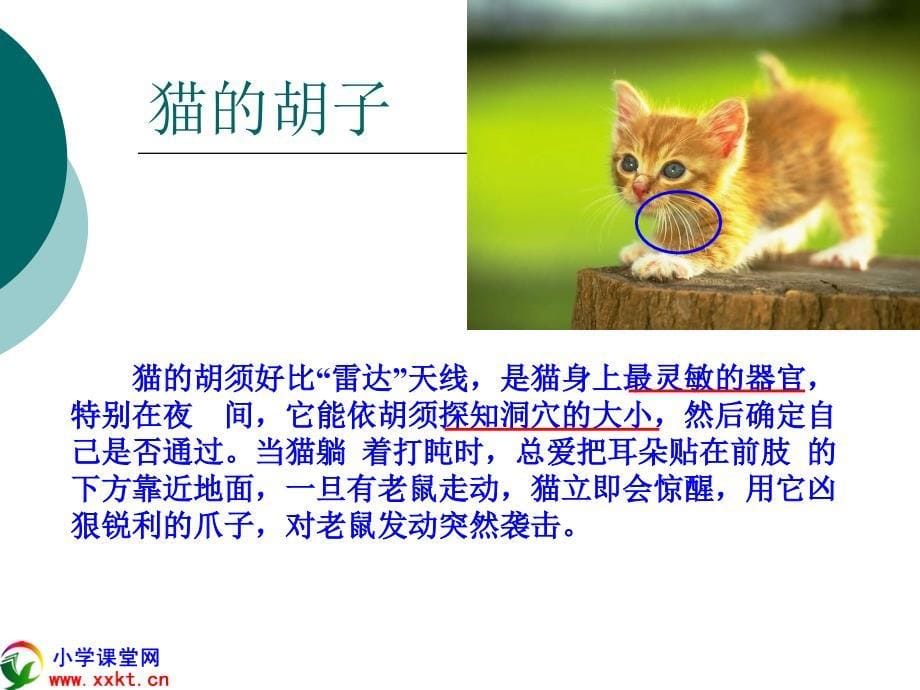 2015青岛版科学三下《猫和兔》ppt课件_第5页