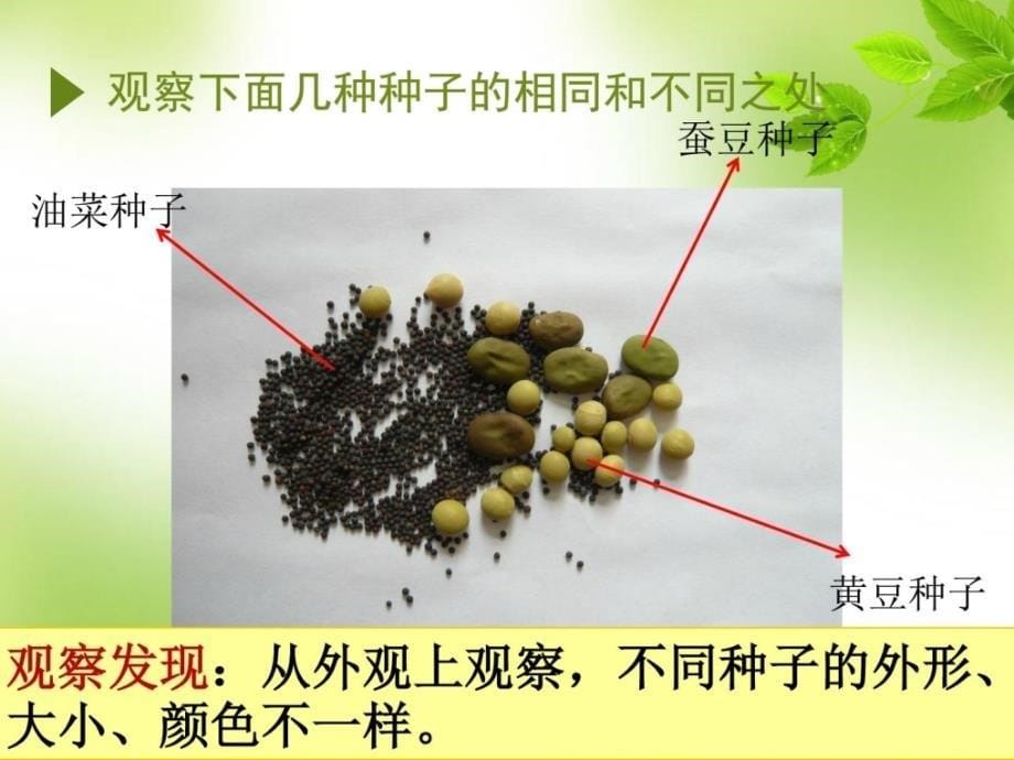 四年级下科学（教科版）25种子的萌发_第5页