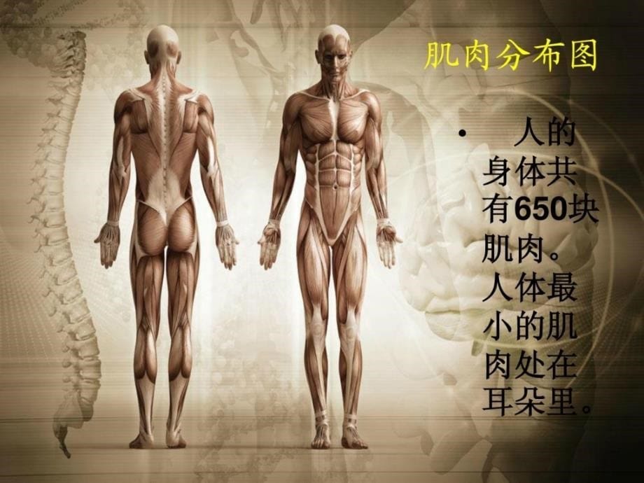 青岛版三年级下册科学《我们的身体》_1_第5页