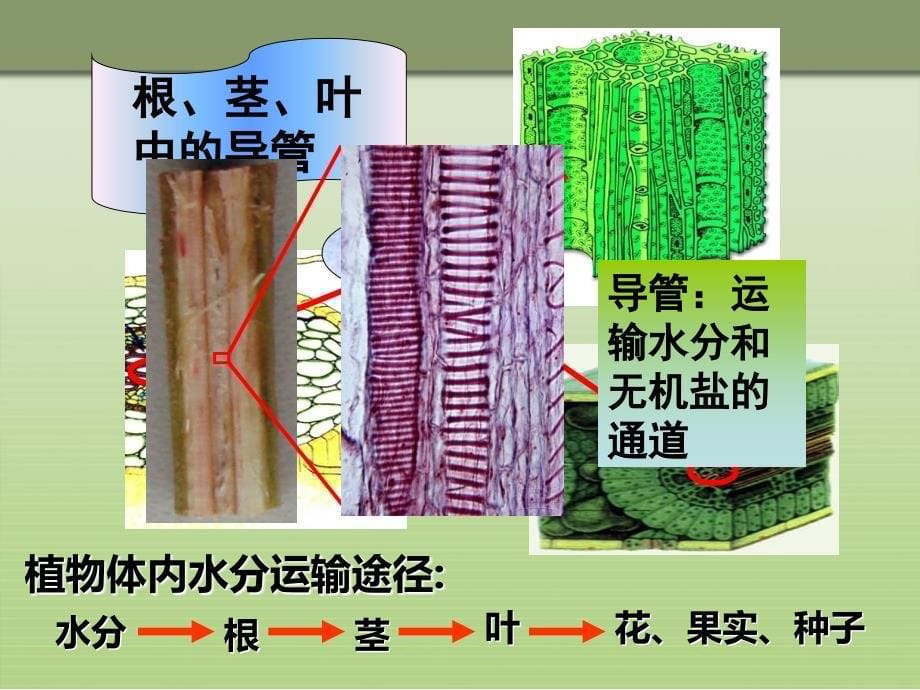 2012第三章__绿色植物与生物圈的水循环_第5页