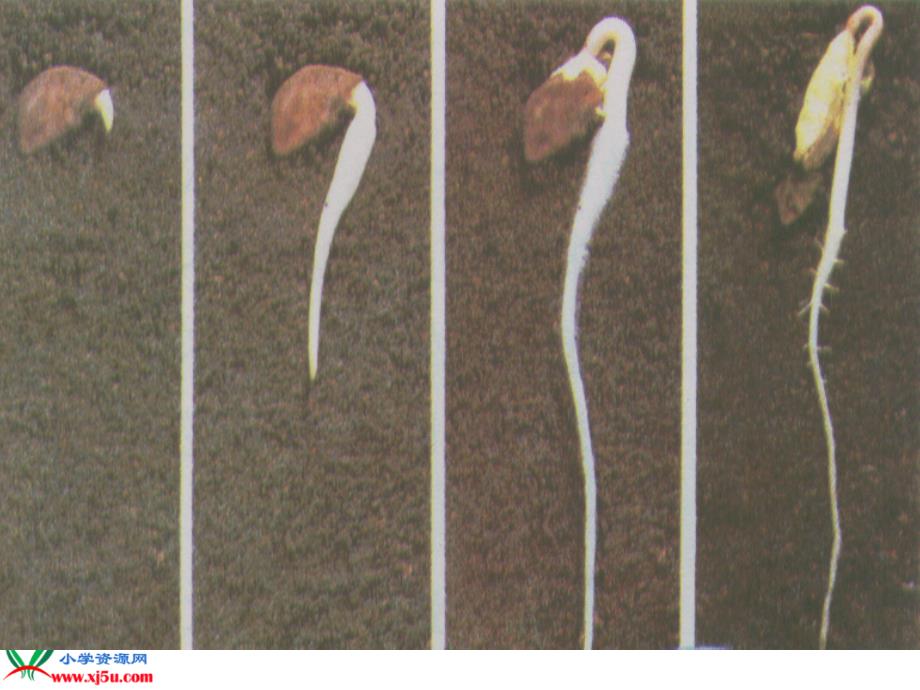 苏教版小学科学三年级下册《根和茎》课件_8_第4页