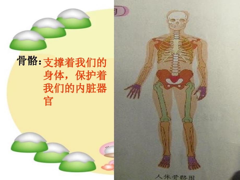 教科版科学四上《骨骼关节和肌肉》ppt课件最新_第2页