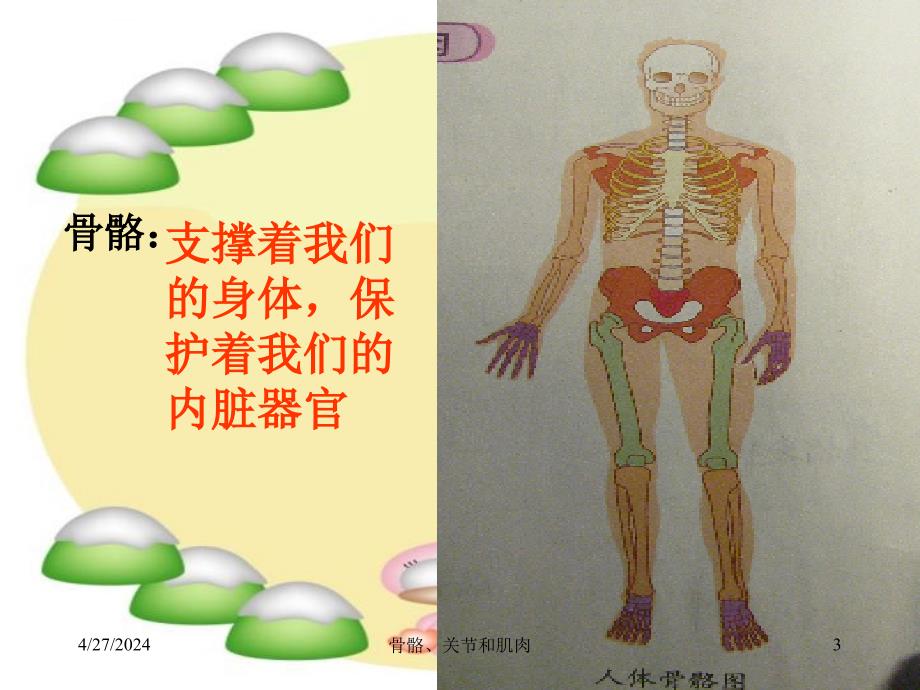 教科版小学科学四年级上册《骨骼关节和肌肉》ppt课件_第3页