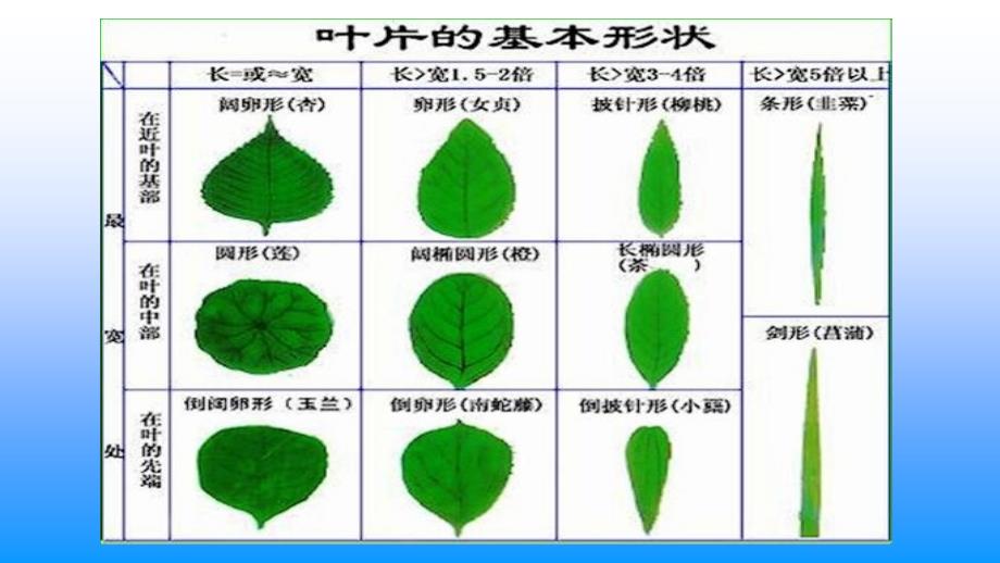 各种各样的叶课件小学科学首师大课标版第3册四年级上课件_第3页