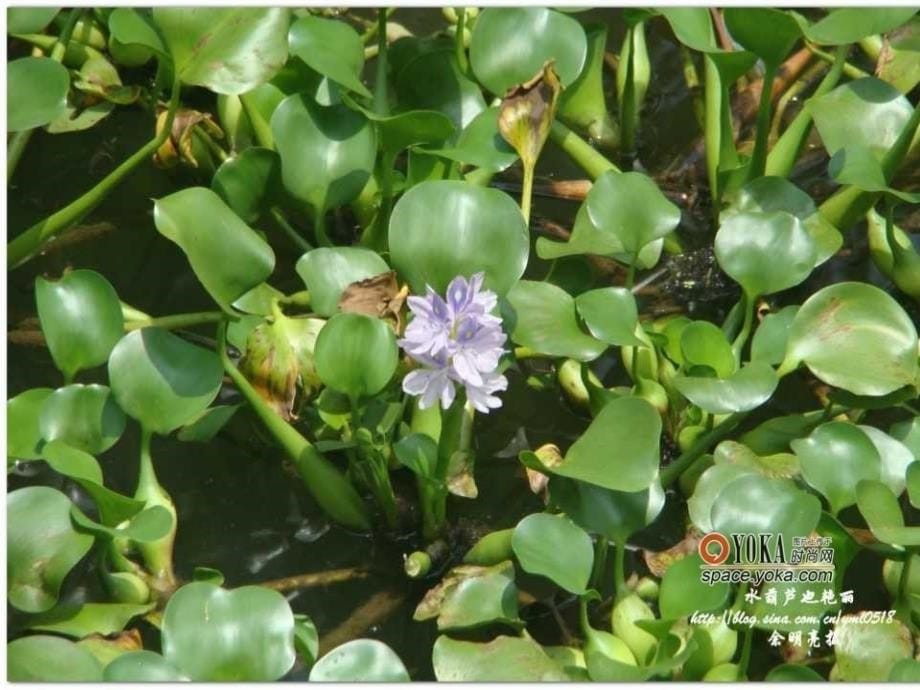 三年级上册科学第一单元观察水生植物_第5页