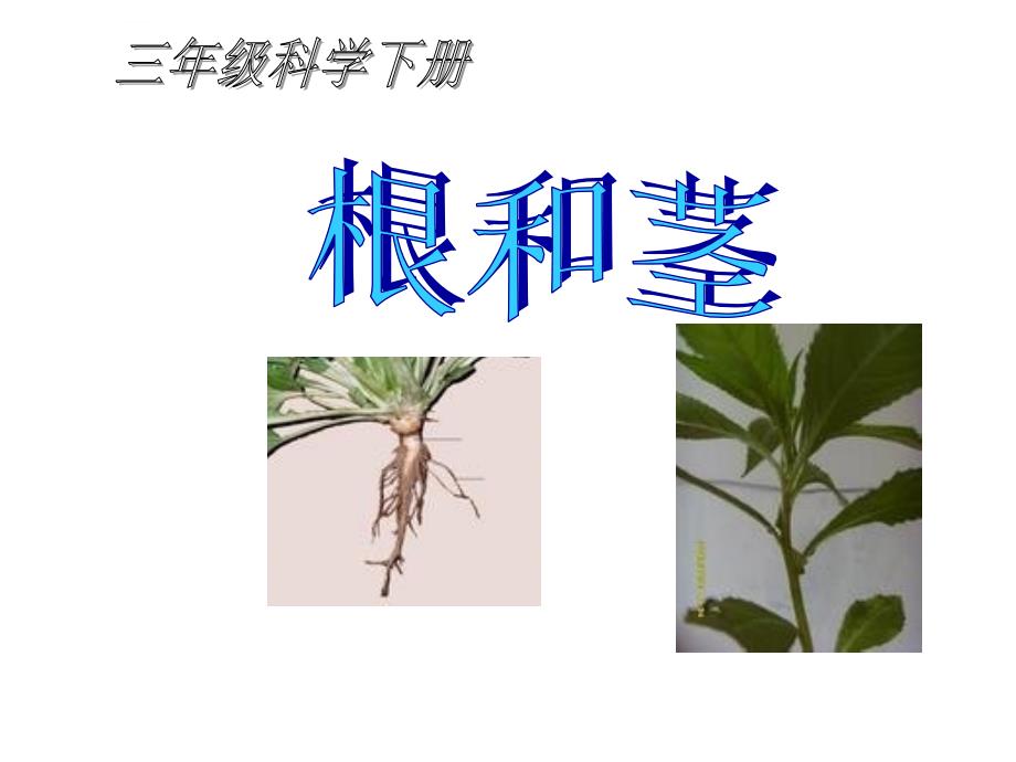 三年级下科学课件根和茎4苏教版_第1页