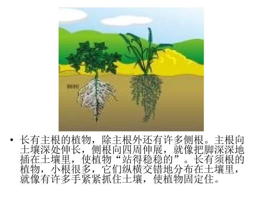 三年级下科学课件根和茎4苏教版_第4页