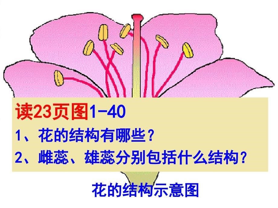 河南省洛阳市伊川县吕店乡第二初级中学七年级科学下册课件14植物的一生（三）（共17张ppt）_第5页