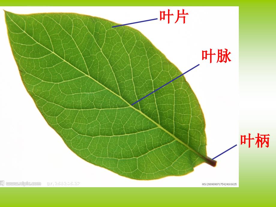 叶和花课件小学科学苏教版三年级下册_5_第4页