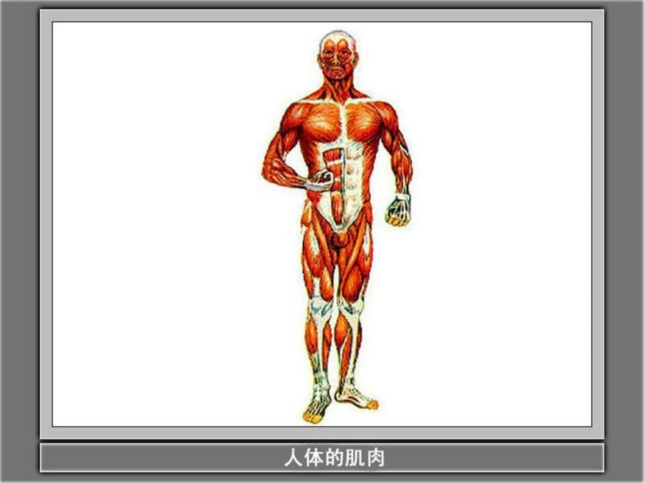 精彩（教科版）四年级科学上册课件骨骼关节和肌肉_第3页