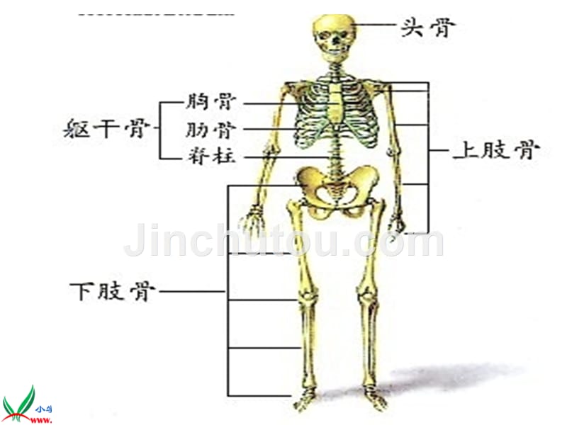 （苏教版）小学四年级科学下册《骨骼1》教学课件_第3页