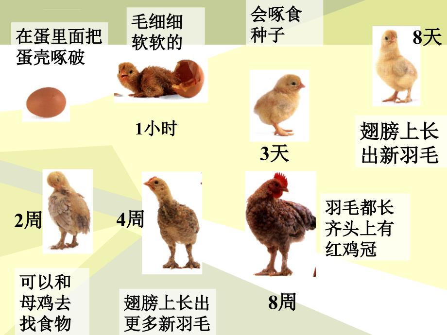 （冀教版）四年级科学下册课件养小鸡_第4页