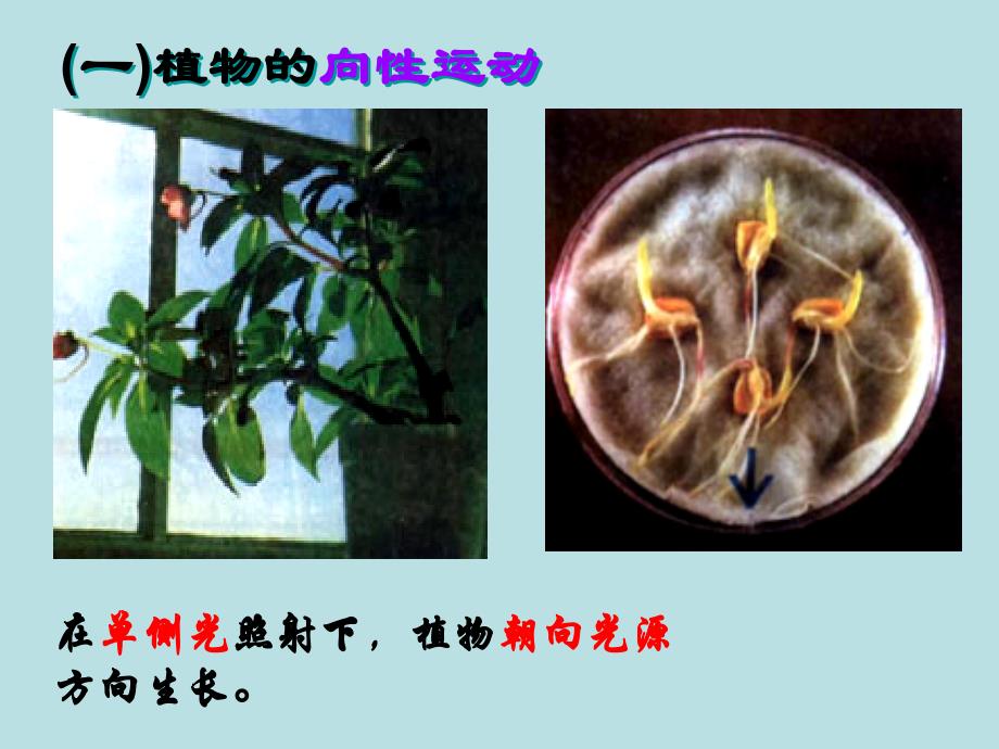 云南省德宏州梁河县第一中学高中生物必修三课件31植物生长素的发现（2014高考）_第2页