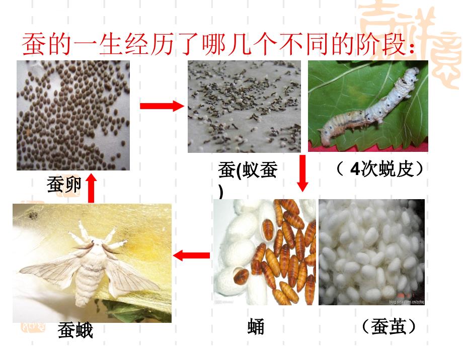 四年级科学下册课件养蚕经验交流会_1_第3页