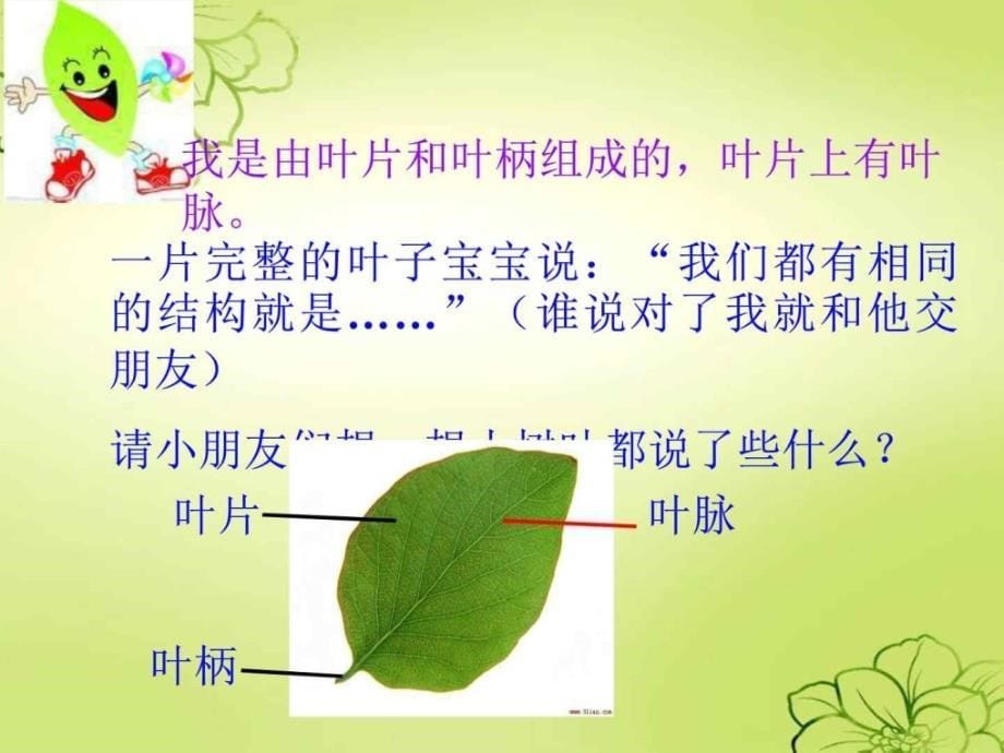 教科版科学三上《植物的叶》ppt课件（1）下载_第5页