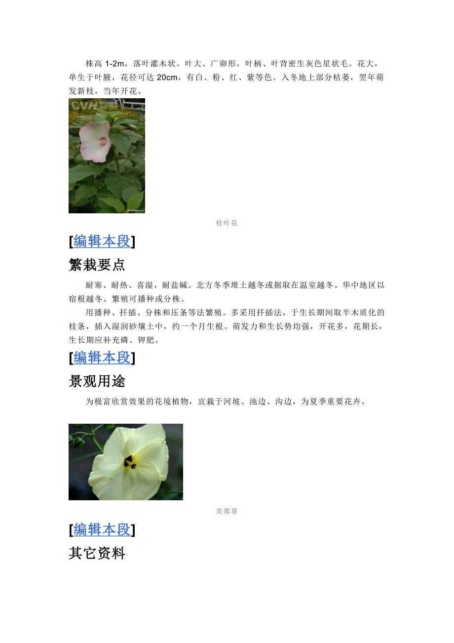 芙蓉葵_第2页