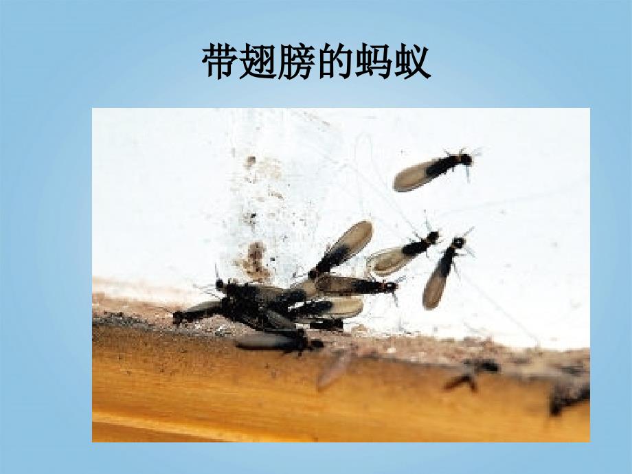 三年级科学下册蚂蚁3课件青岛版_1_第4页