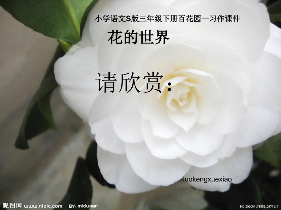 小学语文s版三年级下册百花园一习作课件花的世界_第1页