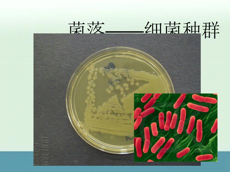 2013届高三生物教师随堂精选课件：《种群的增长方式》4（浙科版必修3）_第4页