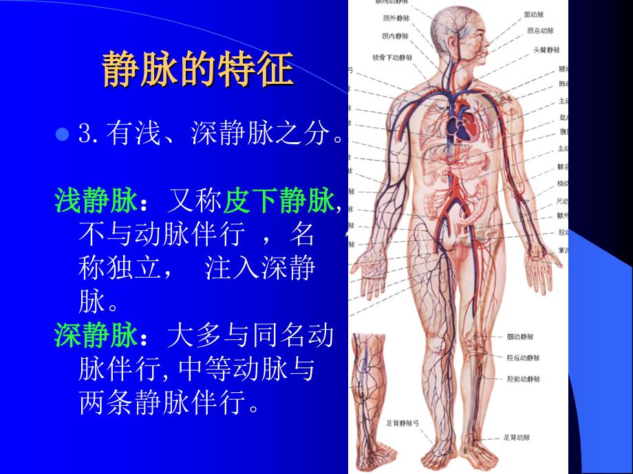 静脉临床医学解剖课件_第4页