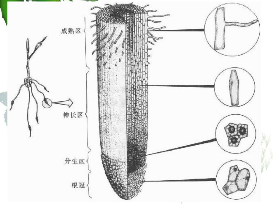七年级生物下册植物体内的物质运输课件北京课改版_3_第3页