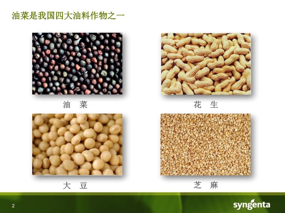 先正达油菜壮苗增产技术_第2页